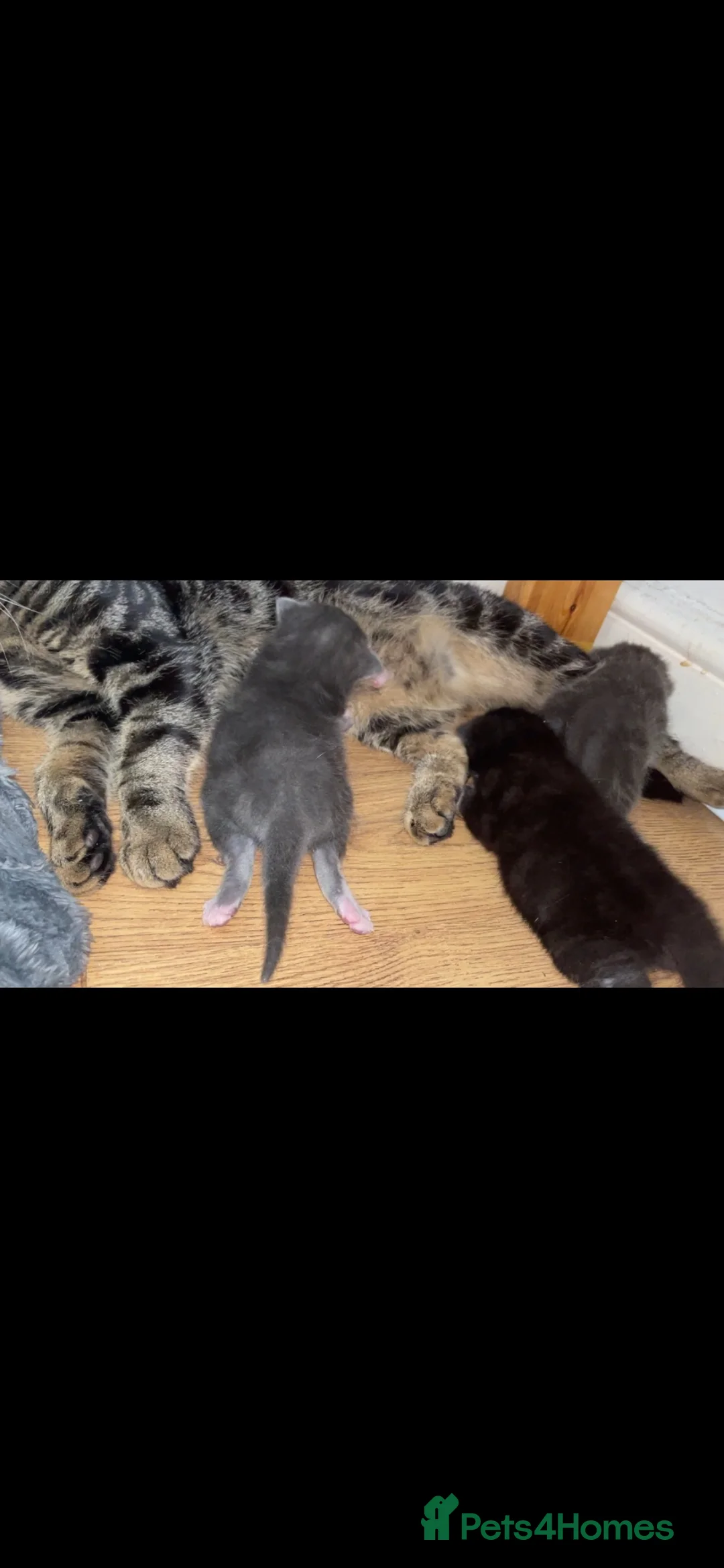 Mixed Breed cats for sale: 3 female kittens - Advert 2