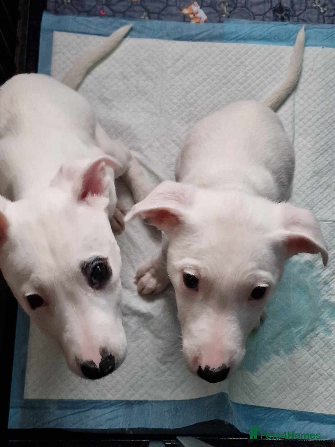 Mixed Breed dogs for sale: Staffy-Lurcher CROSS Border Collie  - Advert 11