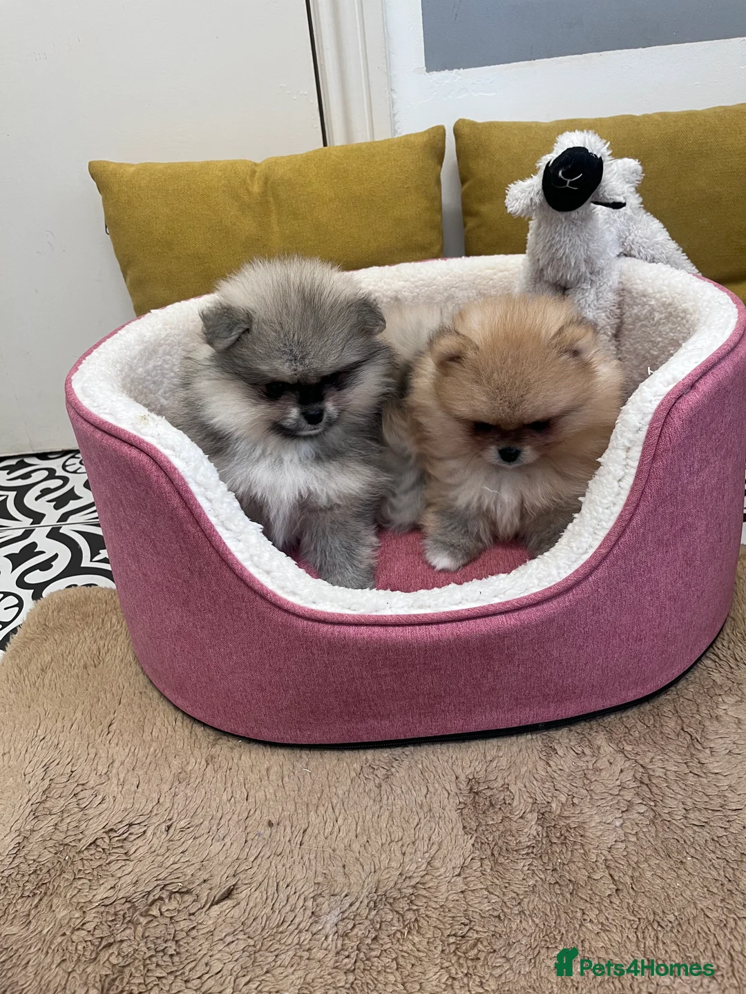 Pomeranian dogs for sale: Top Quality 🐻 Teddy Bears  - Advert 25
