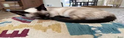 Siamese cats for sale: Poe is looking for her forever home  - Advert 1