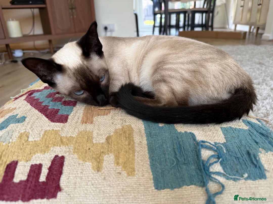 Siamese cats for sale: Poe is looking for her forever home  - Advert 1