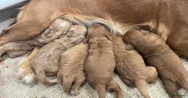 Cockapoo dogs - Advert 3