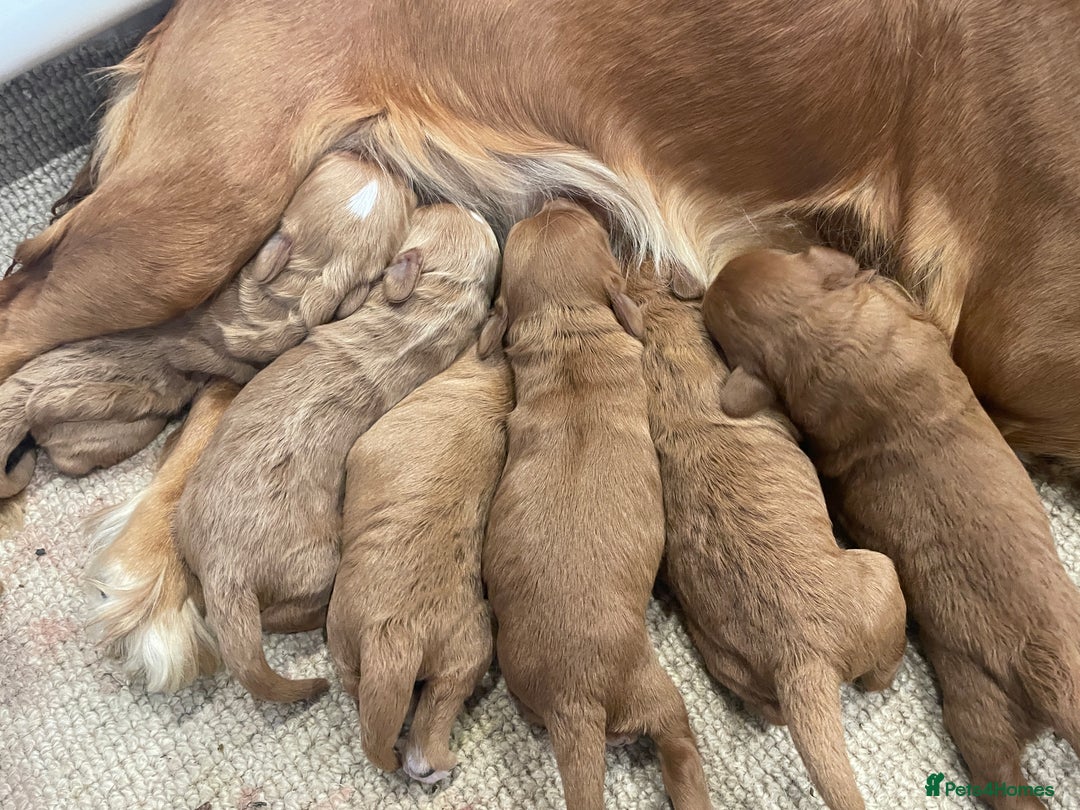Cockapoo dogs for sale: F1 Cockapoo Red, Apricot. Health & genetic test - Image 5