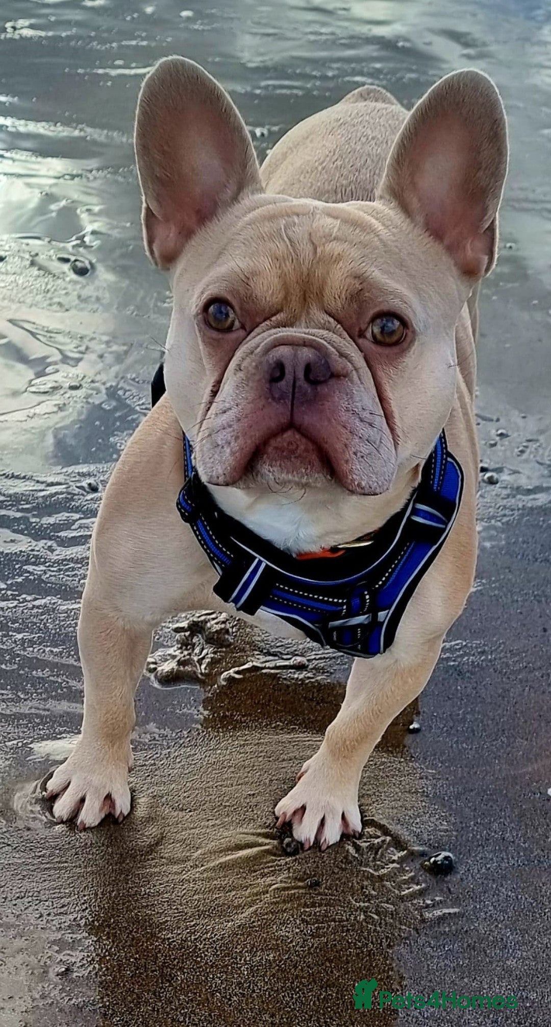 French Bulldog dogs for stud: Pato the French Bulldog for Stud. - Advert 2