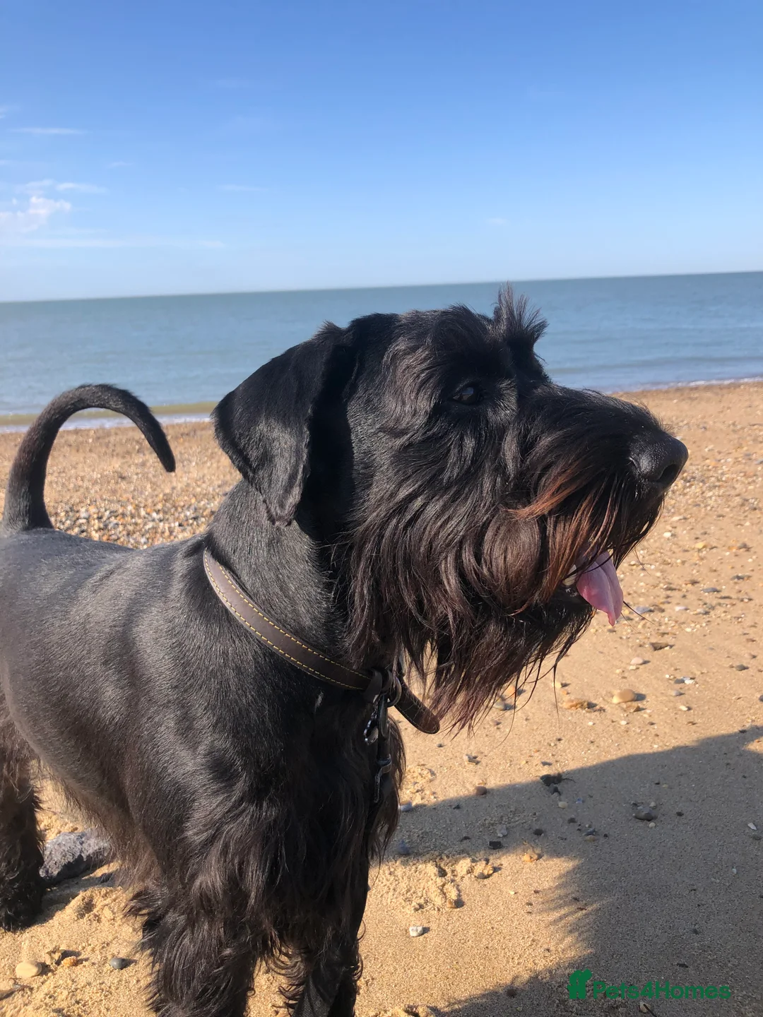 Schnauzer dogs for sale: Standard schnauzer aged 2 1/2 Boy  - Advert 5