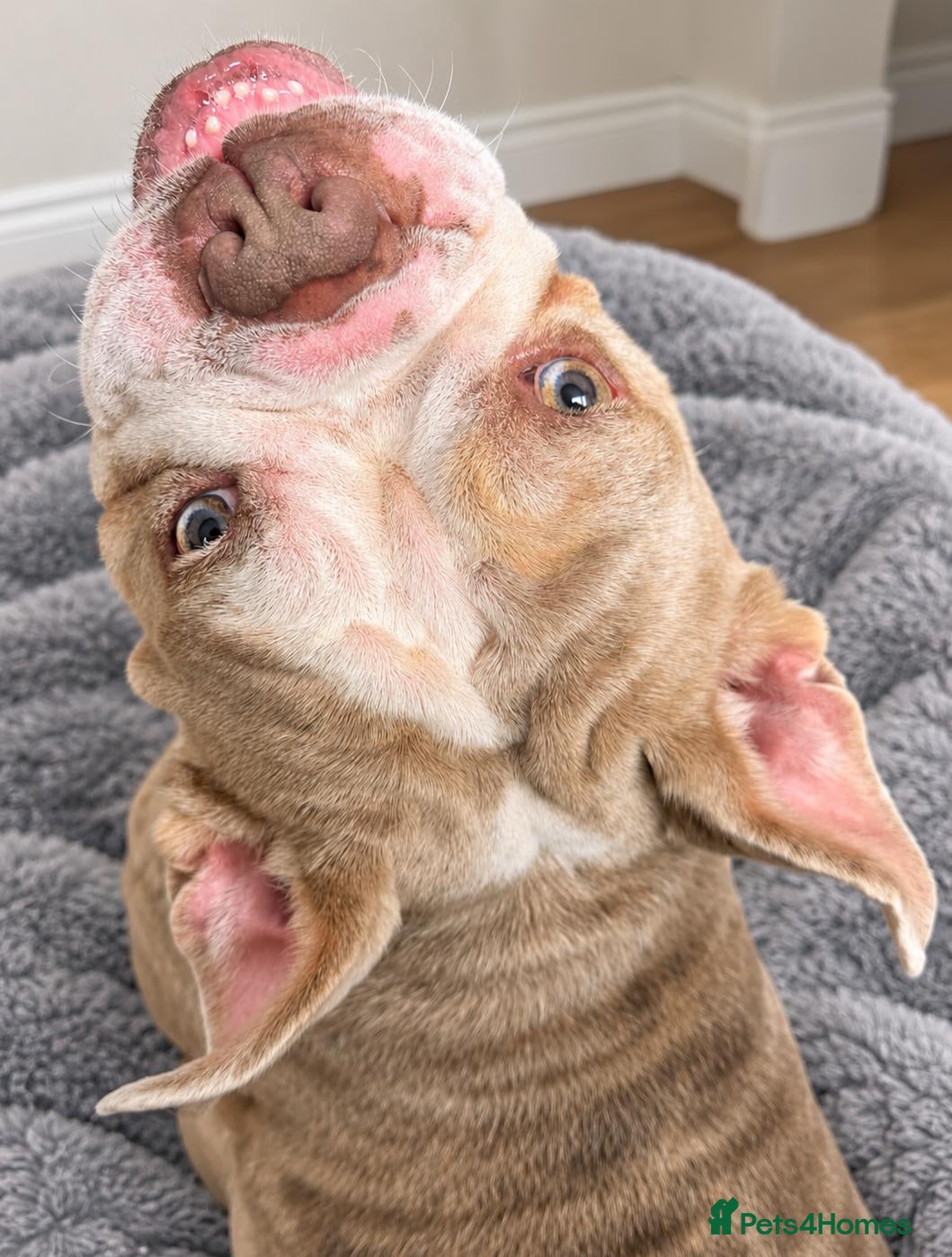English Bulldog dogs for sale: English bulldog   - Advert 3