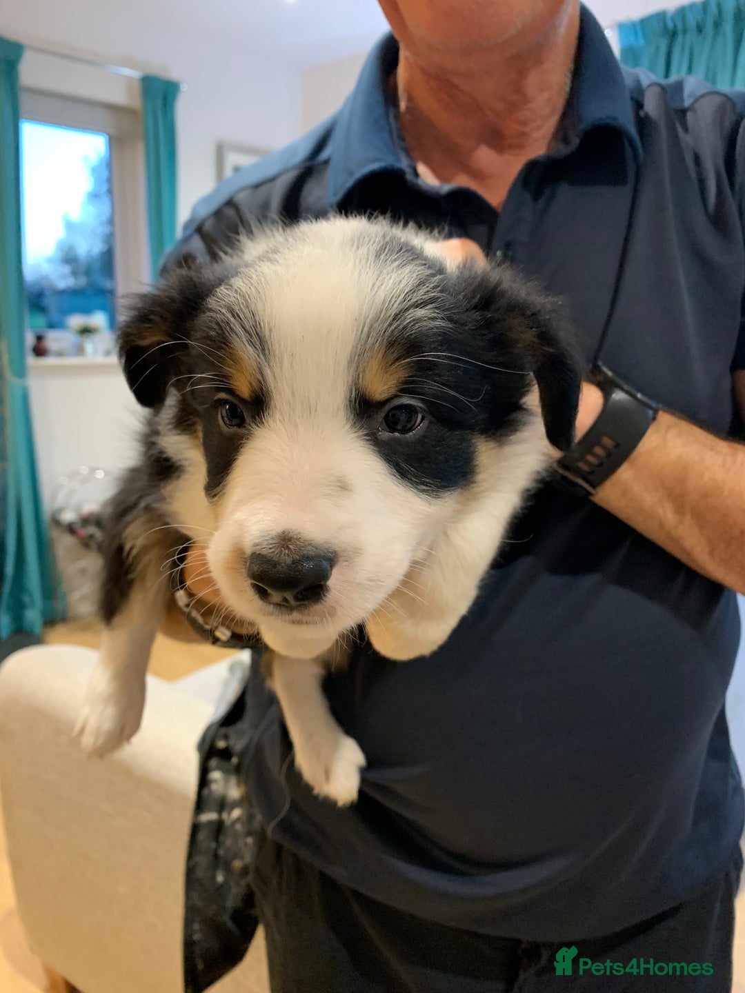 Border Collie dogs for sale: Fantastic Border Collies  - Image 6