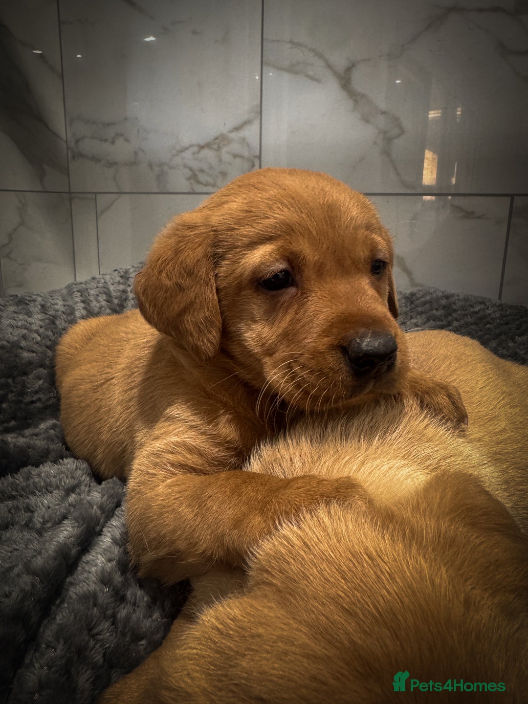 Labrador Retriever dogs for sale: Gorgeous Fox Red & Yellow Labrador Puppies - Advert 7