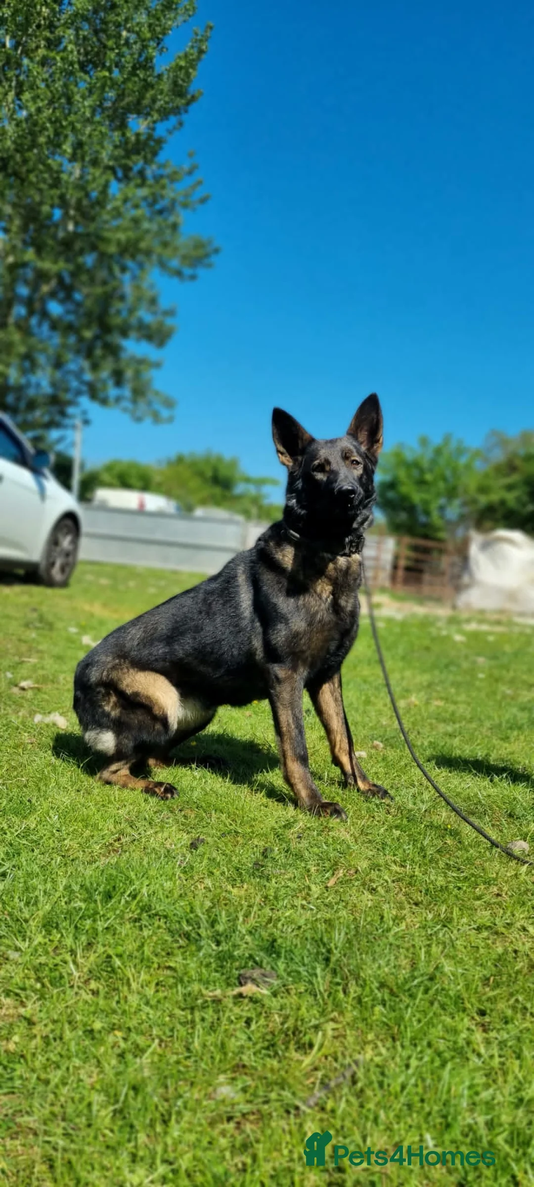 German Shepherd dogs for sale: German shepherd Czech line pups kc registered  - Advert 7