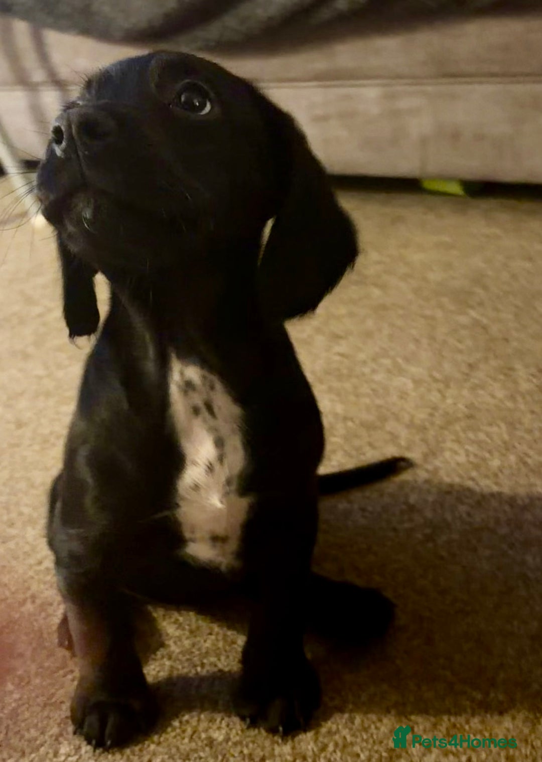 Mixed Breed dogs for sale: Sprockerdor bitch pup *READY NOW* - Advert 2