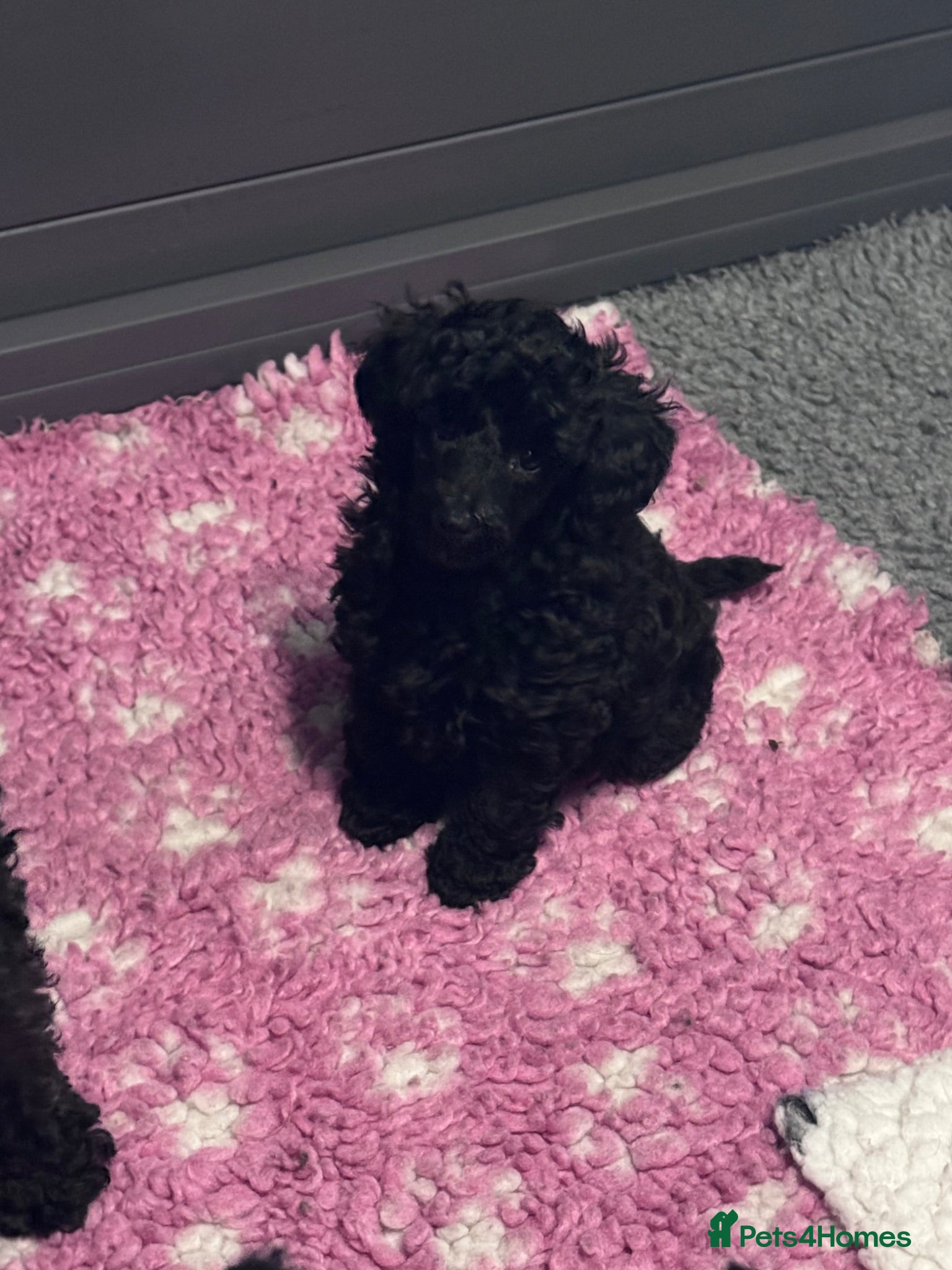 Toy Poodle dogs True size Toy poodles - Advert 1
