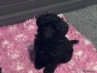 Toy Poodle dogs True size Toy poodles - Advert 1