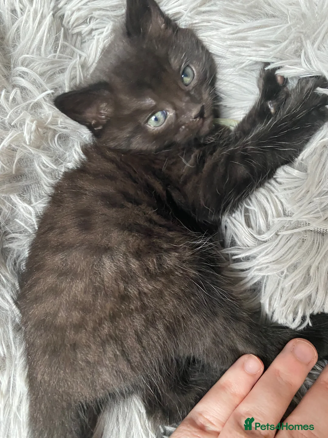 Mixed Breed cats for sale: Delta  in Plymouth - Advert 41