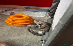 Maine Coon cats for sale: Ready Now Maine Coon kittens - Image 28