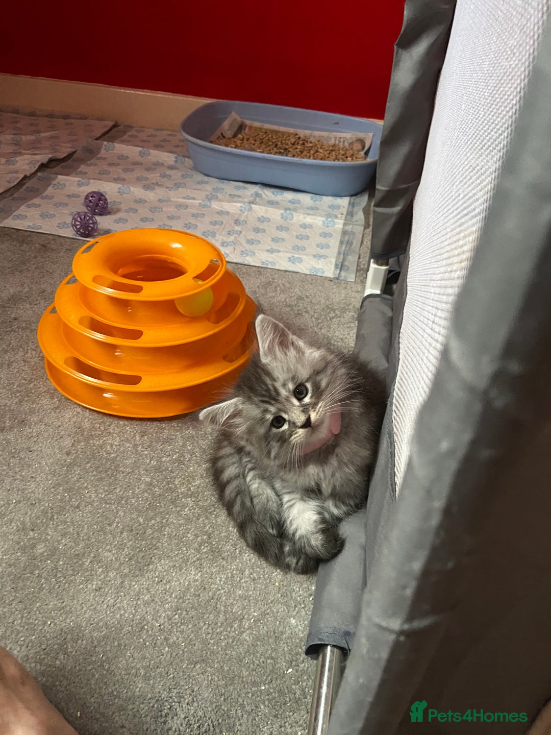 Maine Coon cats for sale: Ready Now Maine Coon kittens - Image 28