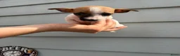 Jack Russell dogs for sale: Jack Russell Puppies - Advert 8