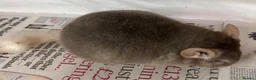 Chinchilla rodents for sale: Bertie, beautiful Beige boy - Advert 7