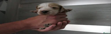 Cocker Spaniel Puppy 2
