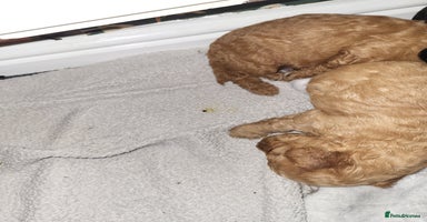 Cockapoo dogs Toy f1b cokapoos  - Advert 5