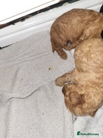 Cockapoo dogs Toy f1b cokapoos - Advert 6