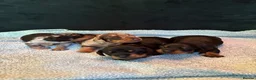 Miniature Dachshund dogs for sale: ADORABLE Miniature Dachshund KC Pups  - Advert 8