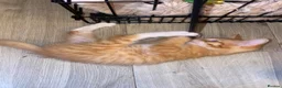Mixed Breed cats for sale: Beautiful Ginger Kittens!  in London - Advert 17