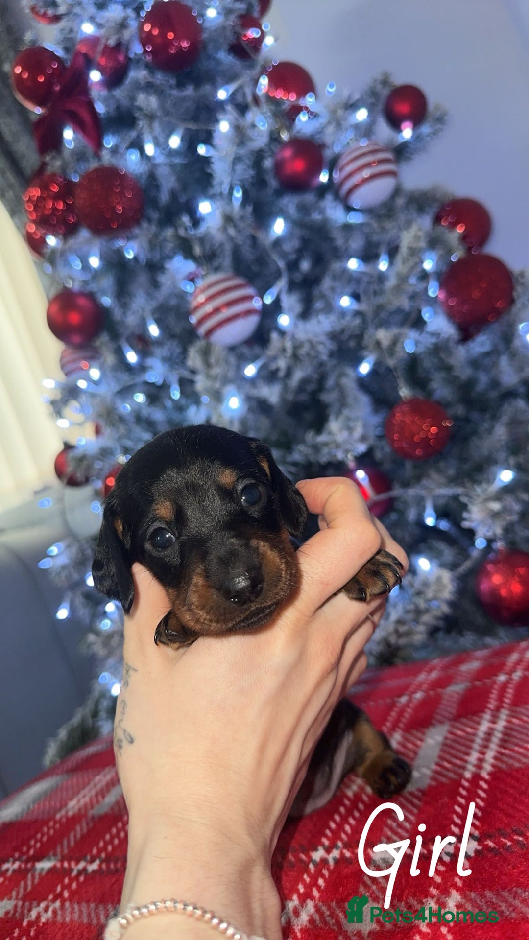 Dachshund dogs for sale: Dachshund puppies (2 LEFT) - Advert 20