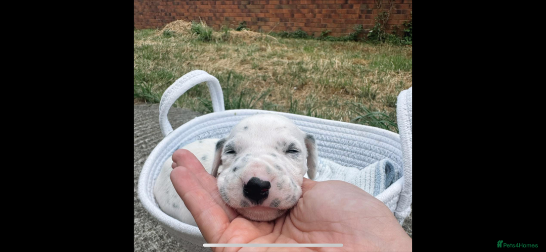 Dalmatian dogs for sale: Dalmatian puppies  - Image 4