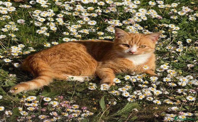 Domestic Shorthair cats in Tonbridge - Advert 13