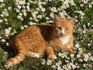 Domestic Shorthair cats in Tonbridge - Advert 24