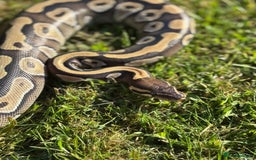 Python Snake reptiles for sale: Female mojave 1.5 year approx  - Advert 4
