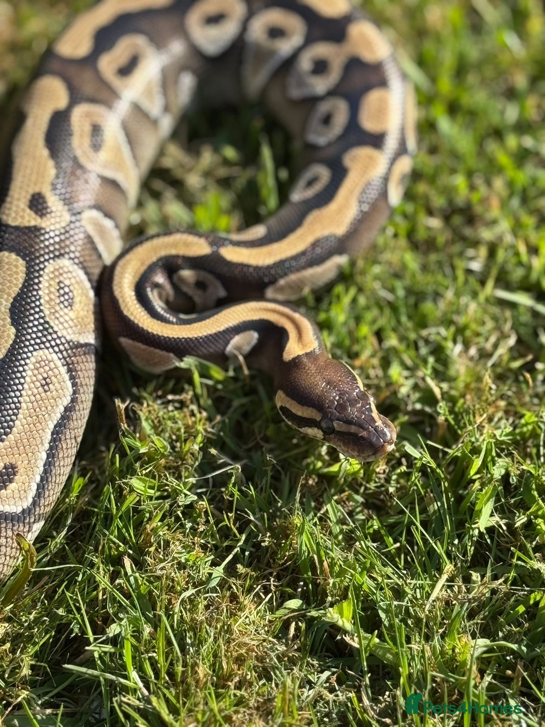 Python Snake reptiles for sale: Female mojave 1.5 year approx  - Advert 4