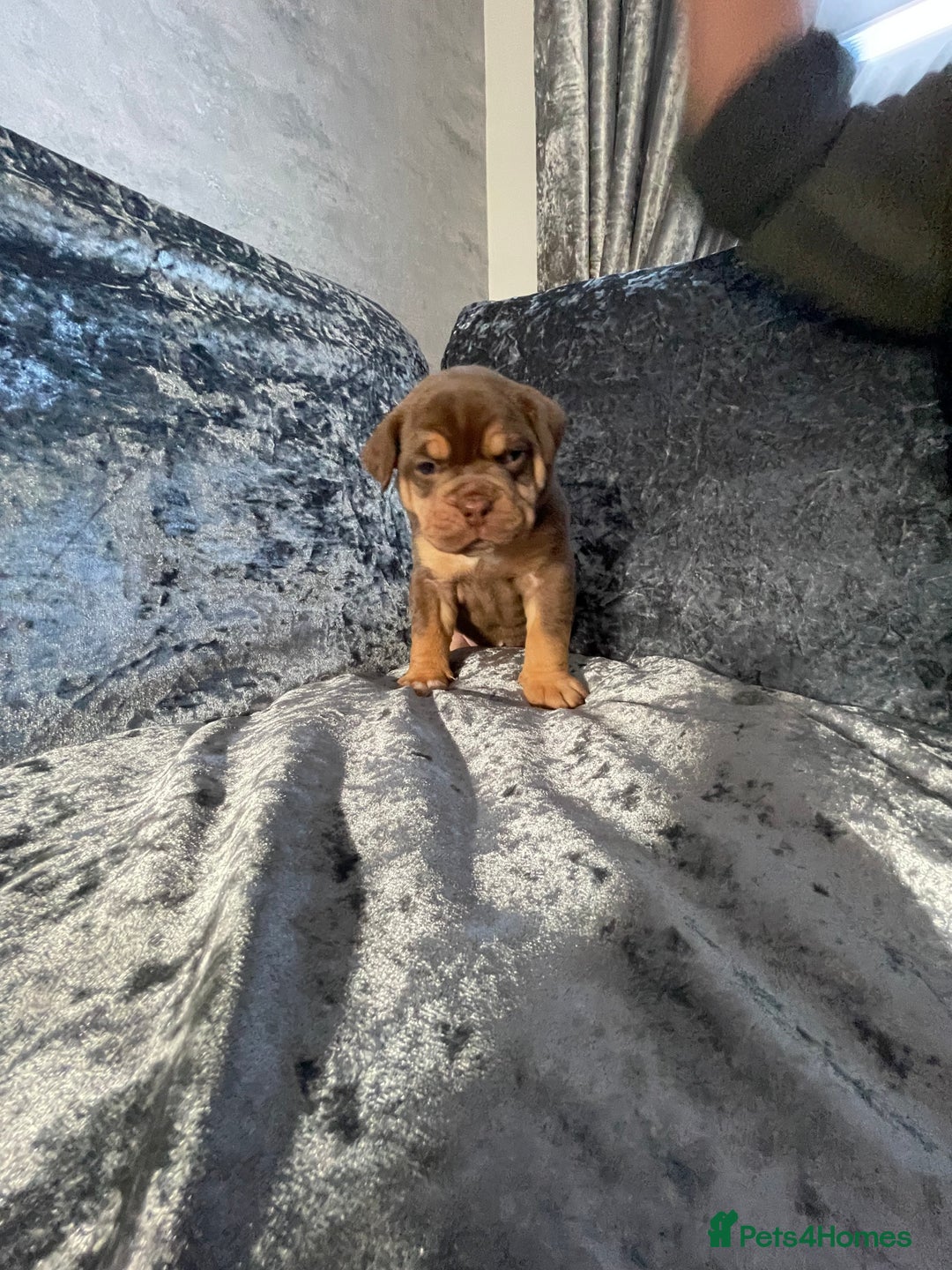 Olde English Bulldogge dogs for sale: NEBBR registered Olde English bulldogge puppies - Advert 8