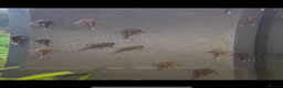 Plecos fish for sale: L519 Honeycomb Plecos  - Advert 13