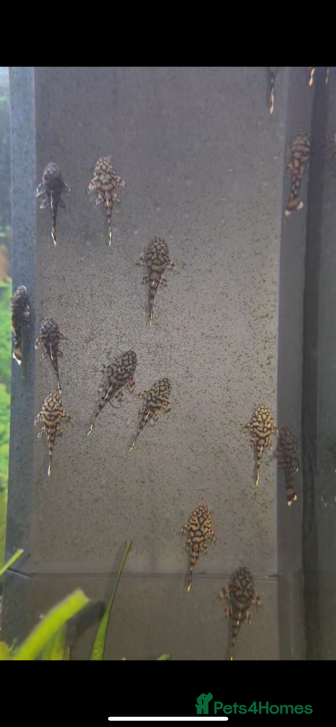 Plecos fish for sale: L519 Honeycomb Plecos  - Advert 13