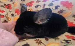 Chinchilla rodents for sale: Captain Jack Sparrow  - Image 3