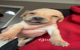 Labrador Retriever dogs for sale: Kc Labrador Puppies - Advert 8