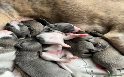 Whippet dogs for sale: Whippet puppies  - Image 12
