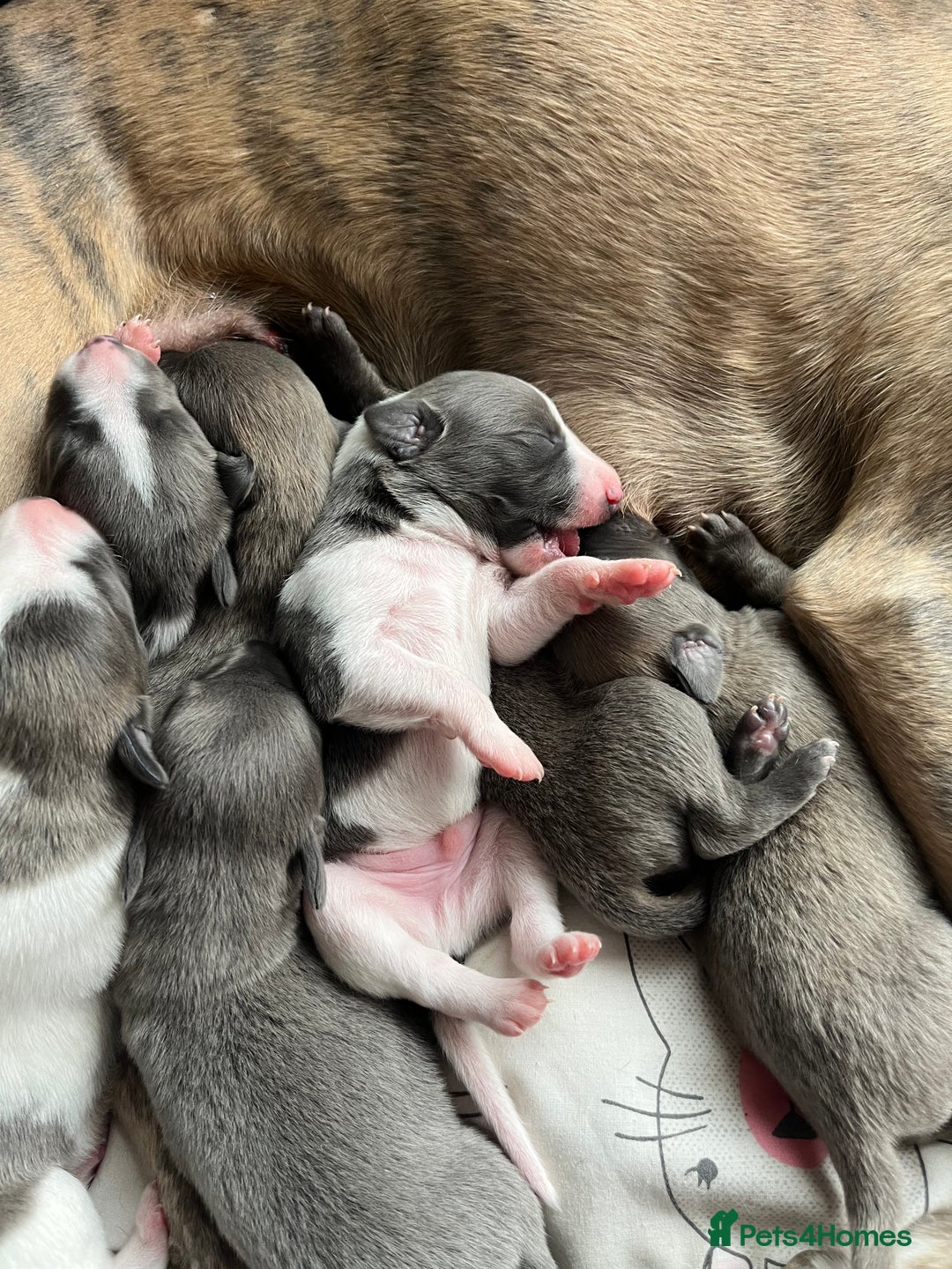 Whippet dogs for sale: Whippet puppies  - Image 12