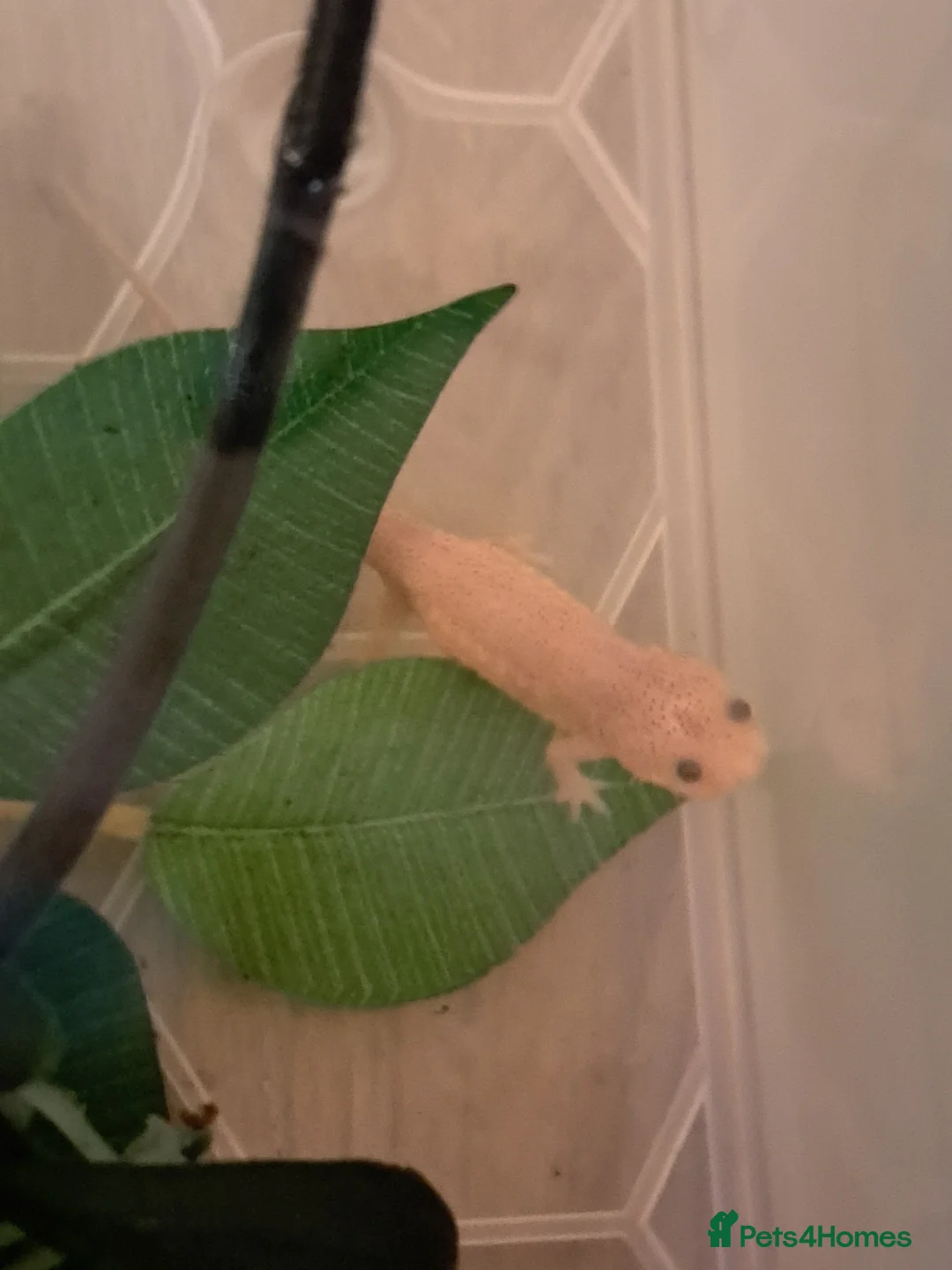 Other/Mixed Breed fish for sale: Spanish ribbed newts in Newtown - Advert 2