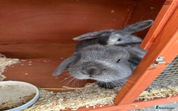 Mini Lop rabbits for sale: 2 female bonded mini lops for sale  - Advert 2