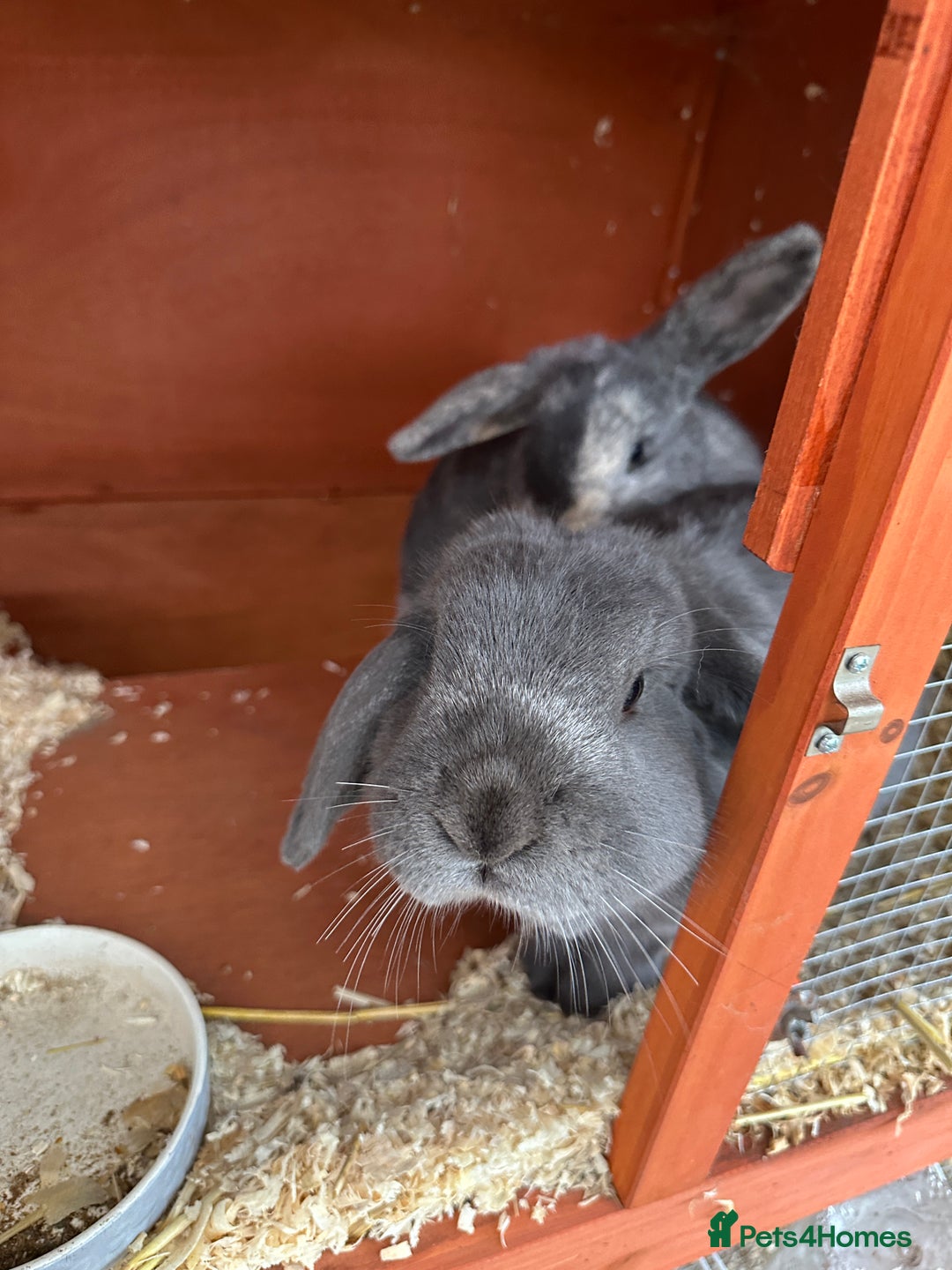 Mini Lop rabbits for sale: 2 female bonded mini lops for sale  - Advert 2