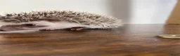 Pygmy Hedgehog rodents for sale: Ready now - Female Pygmy Hedgehog - Advert 9