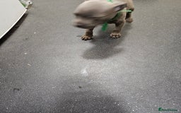 Staffordshire Bull Terrier dogs for sale: blue staffy puppies  - Image 10