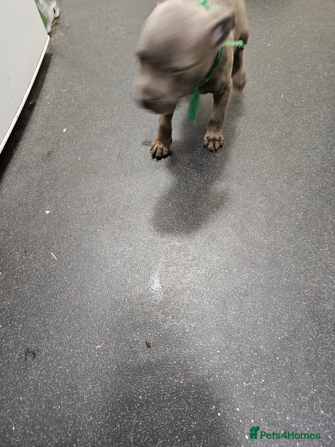 Staffordshire Bull Terrier dogs for sale: blue staffy puppies  - Image 10