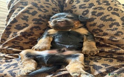 Sprocker dogs for sale: Beautiful Sprocker puppies  - Image 9