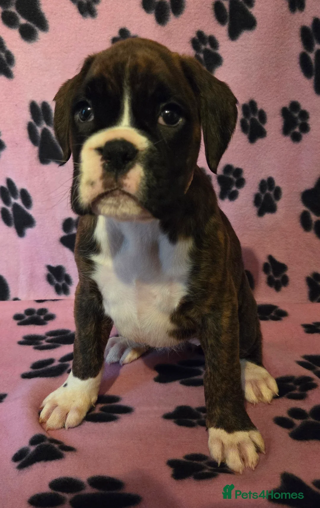 Boxer dogs for sale: 1 female boxer ready to leave on 25th March - Advert 1