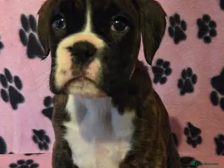Boxer dogs 1 female boxer ready to leave on 25th March - Advert 4