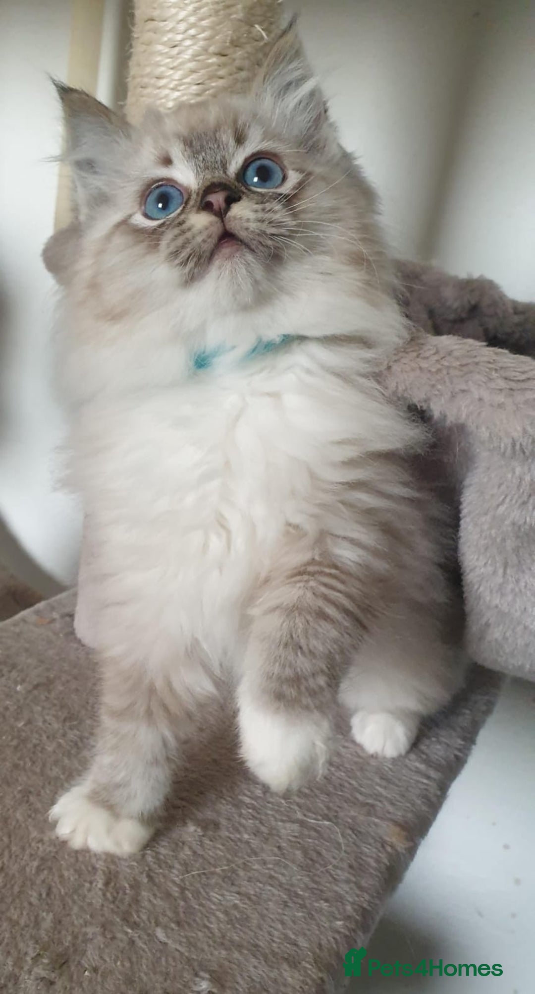 Ragdoll cats for sale: Stunning GCCF Registered Ragdoll Kittens. - Advert 11