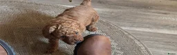 Miniature Poodle dogs for sale: Four beautiful fox red miniature poodles  - Advert 12